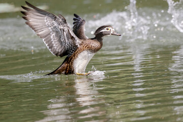 Fototapeta premium canada goose swimming in the water