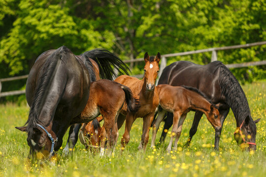 Group of Warmblood mares with their young foals grazing peacefully on a lush spring meadow filled with yellow wildflowers. The scene captures calm rural life and natural horse breeding.