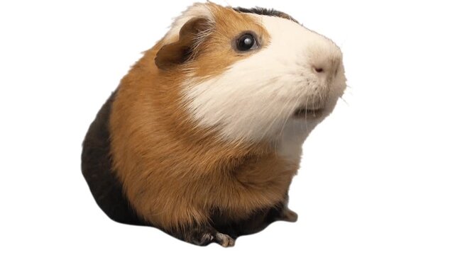 talking guinea pig white background