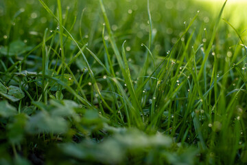 erba del giardino