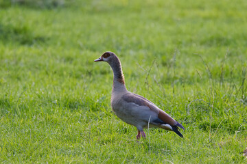 An Egyptian goose on a meadow in the evening sun, Egyptian goose looking to the left, Egyptian goose surrounded by a green meadow, Alopochen aegyptiaca