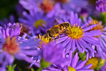 Honigbiene; Apis mellifera; honeybee