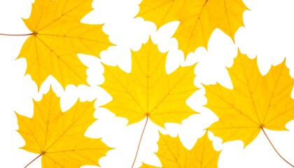 Obraz premium Golden maple leaves scattered on white background