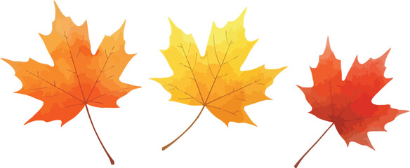 Obraz premium Three vibrant maple leaves in autumn colors orange yellow and red on white background