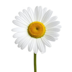 A vibrant, close-up view of a daisy with white petals and a yellow center, on a green stem