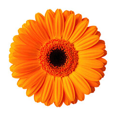 Vivid orange gerbera daisy on black background, showing intricate petal details and dark center