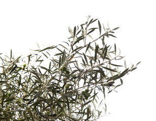 Agriculture of Gran Canaria -  small twigs of olive tree Olea europaea 