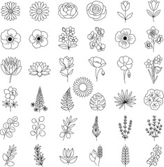 Collection of diverse hand drawn floral botanical elements and decorative ornaments