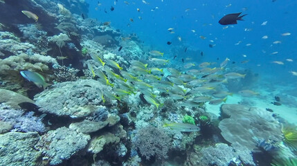 A large school of yellowtail fish swims above coral reef in bright ocean water. Dynamic underwater scene captures marine life in motion around tropical coral formations.
