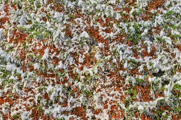 background of foliage with snow
