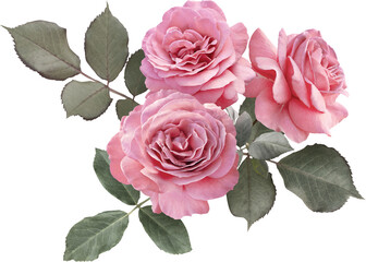 Floral arrangement featuring pink roses. Isolated on a transparent background this elegant bouquet is ideal for wedding invitations, greeting cards, packaging design, scrapbooking and more.