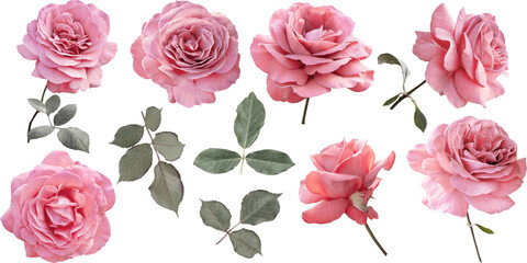 A collection of realistic pink roses isolated on a transparent background (PNG). Clipart can be used for wedding invitations, branding, greeting card, web design and any project.  © RinaM