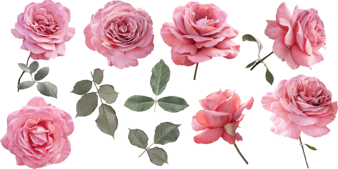 A collection of realistic pink roses isolated on a transparent background (PNG). Clipart can be used for wedding invitations, branding, greeting card, web design and any project. 