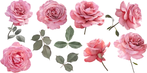 A collection of realistic pink roses isolated on a transparent background (PNG). Clipart can be used for wedding invitations, branding, greeting card, web design and any project.  © RinaM