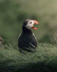 Puffin of Mykines in Faroes
