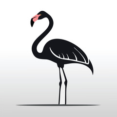 American flamingo silhouette on white background.
