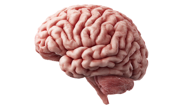 a red ducati sport bike, front view and side view, transparent background, vector illustration, png format.