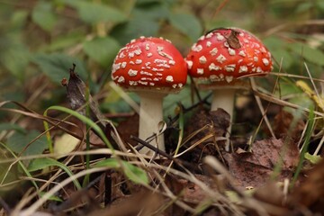 Two poisonous mushrooms growing in forest, closeup
