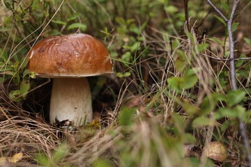 Beautiful porcino mushroom growing in forest, closeup. Space for text
