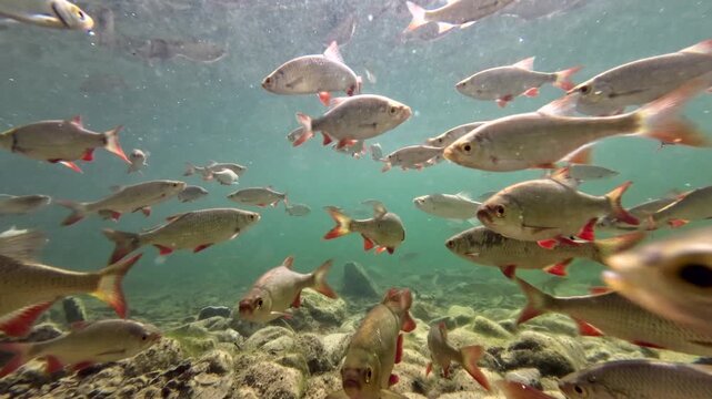 Fischschwarm schwimmt im klaren Bergsee, Rotfeder, Scardinius erythrophthalmus