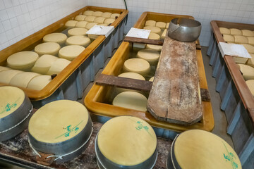 Traditional production process of Parmigiano-Reggiano hard cheese in Parma, Italy