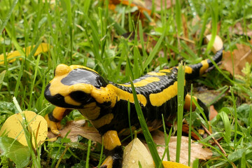 Fire Salamander (Salamandra salamandra) walking through wet gressland in Dordogne, France
