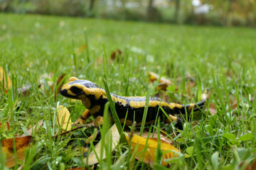 Fire Salamander (Salamandra salamandra) walking through wet gressland in Dordogne, France
