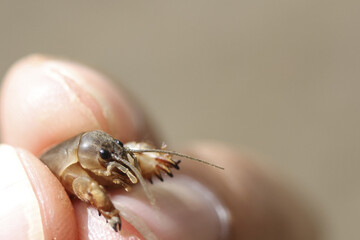 Curious close up macro view of small brown mole cricket insect held gently in person hand. This interaction between human finger and wildlife shows fascination with nature