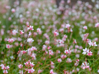 Obraz premium Close-up of Gaura (Oenothera lindheimeri) flowers in full bloom in a variety of colors in summer.