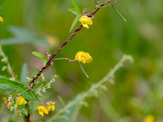 Close-up photo of a yellow Vigna angularis var. nipponensis flower blooming in summer.
