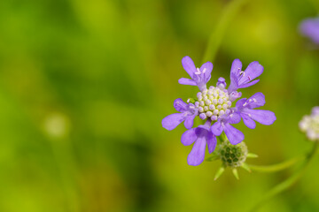 Close-up photo of a purple Scabiosa (Pincushion flower) flower in bloom
