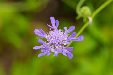Close-up photo of a purple Scabiosa (Pincushion flower) flower in bloom