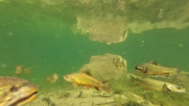 Fischschwarm schwimmt in klarem Bergsee, Seesaibling, guter Speisefisch, Salvelinus umbla