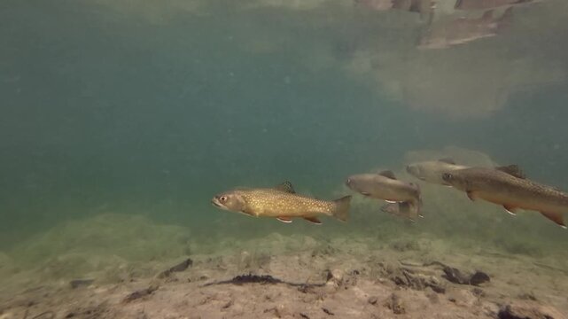 Fischschwarm schwimmt in klarem Bergsee, Seesaibling, guter Speisefisch, Salvelinus umbla