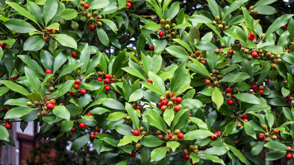 クロガネモチの赤い実