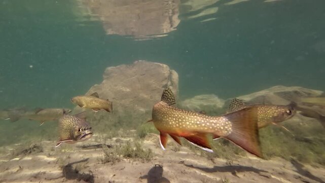 Fischschwarm schwimmt in klarem Bergsee, Seesaibling, guter Speisefisch, Salvelinus umbla