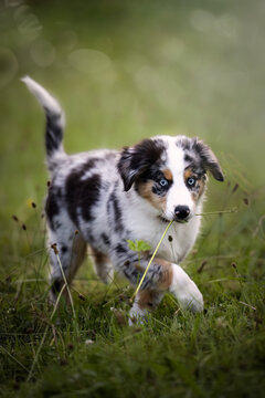 A beautiful blue merl Australian Shepherd puppy in walking in grass in Germany, Europe at summer