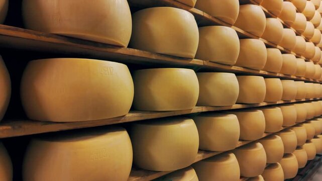 Traditional production process of Parmigiano-Reggiano hard cheese, Parma, Italy