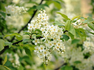Bird Cherry White Blossom Racemes Hanging from Green Branch