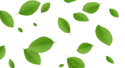 Falling green leaves isolated on transparent background in studio