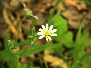 Small White Wildflower Blooming on Forest Floor in Early Spring