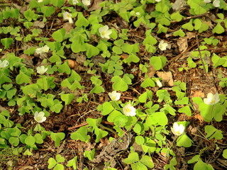 Wood Sorrel Ground Cover with White Flowers on Forest Floor
