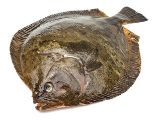 A flat, dark-colored flounder, angled on a plain white background