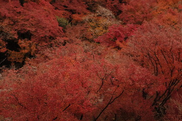 Autumn forest canopy filled with vibrant red and orange maple leaves