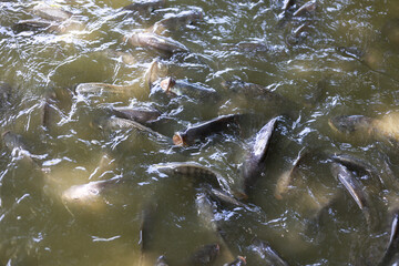 Fototapeta premium Chaotic group of freshwater fish in feeding frenzy. Hungry tilapia and catfish swim in murky pond, creating ripples on water surface. Aquaculture scene showing school of fish