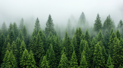 Fototapeta premium Dense evergreen trees shrouded in mist create serene and tranquil atmosphere