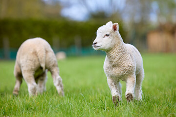 Adorable lambs exploring a vibrant green pasture. One young lamb stands alert, looking right, while another grazes peacefully in the background.
