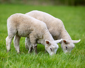 Two adorable young lambs peacefully graze in a vibrant green pasture, showcasing their natural behavior and the beauty of rural life.