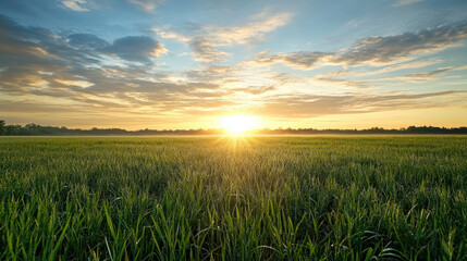 Fototapeta premium Lush green field under bright sunrise, showcasing nature beauty and tranquility