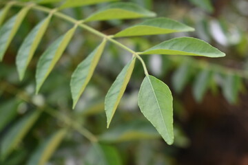 close up of green leaves